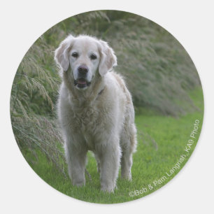 Golden Retriever Running 2 Classic Round Sticker