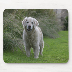 Golden Retriever Running 2 Mouse Mat