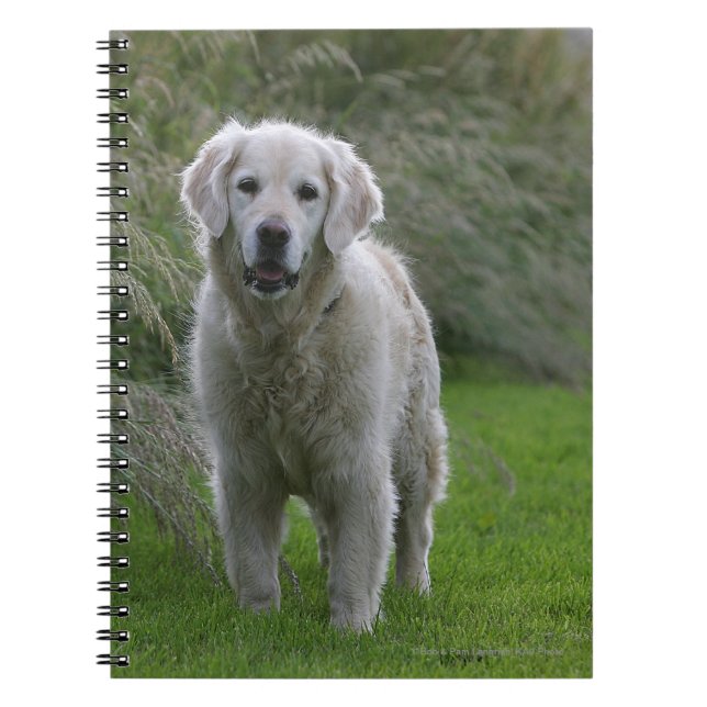 Golden Retriever Running 2 Notebook (Front)