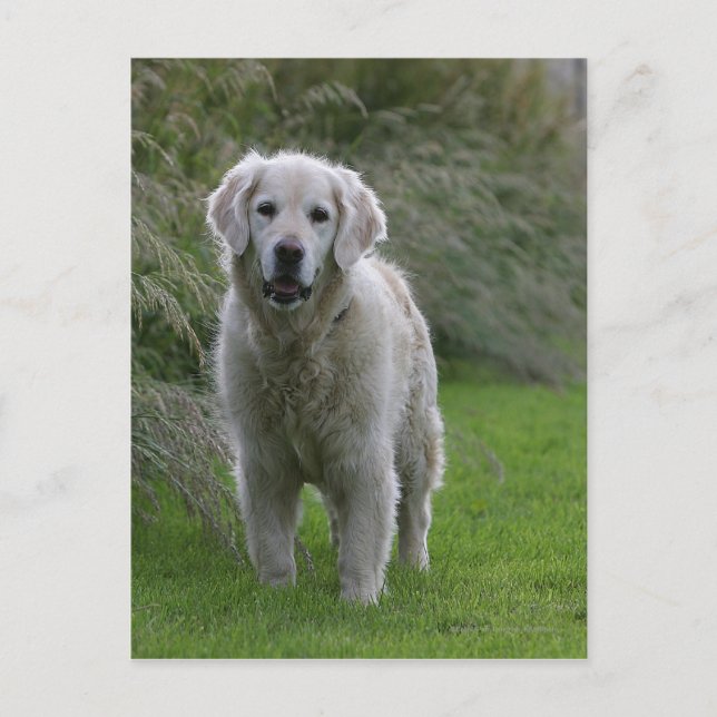 Golden Retriever Running 2 Postcard (Front)