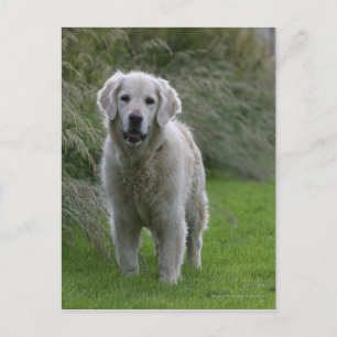 Golden Retriever Running 2 Postcard