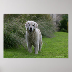 Golden Retriever Running 2 Poster