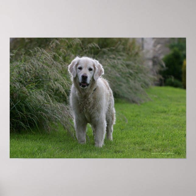 Golden Retriever Running 2 Poster (Front)