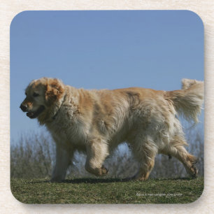 Golden Retriever Running 3 Coaster