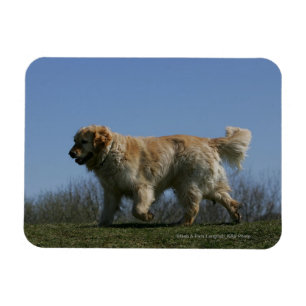 Golden Retriever Running 3 Magnet