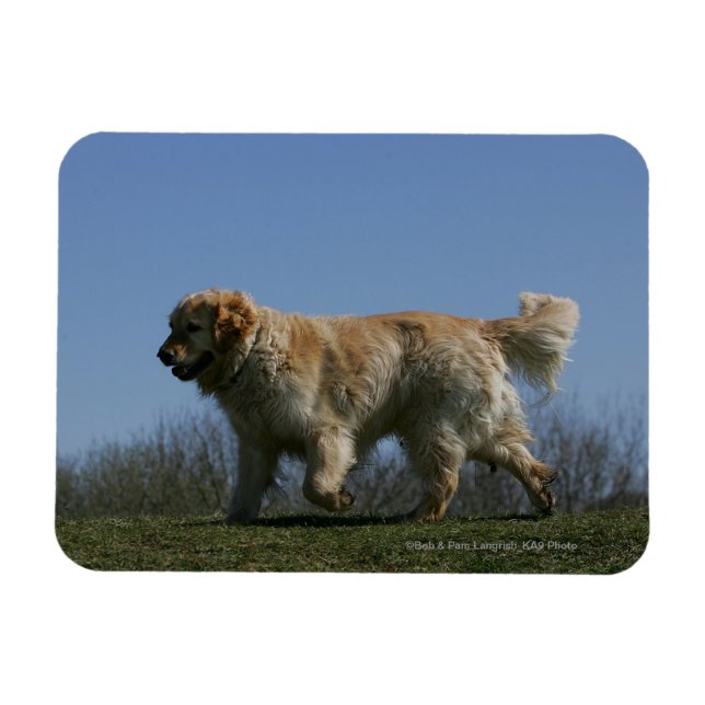 Golden Retriever Running 3 Magnet (Horizontal)