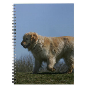 Golden Retriever Running 3 Notebook