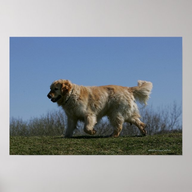 Golden Retriever Running 3 Poster (Front)