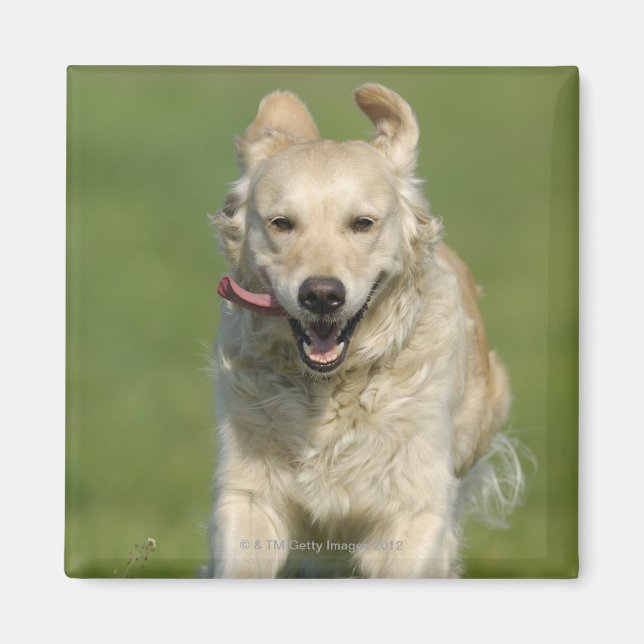 Golden retriever running through meadow magnet (Front)