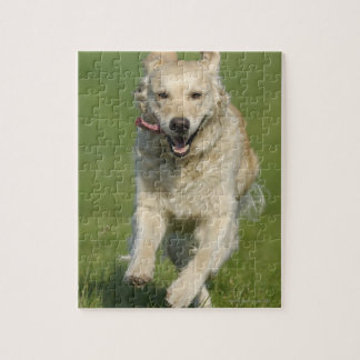 golden meadow retrievers golden retriever jigsaw puzzles zazzle co uk golden meadow retrievers golden retriever jigsaw puzzles zazzle co uk