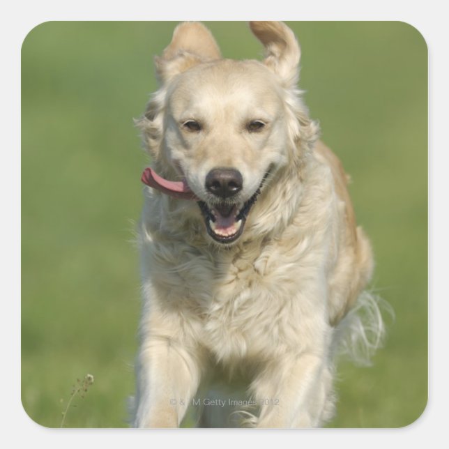 Golden retriever running through meadow square sticker (Front)