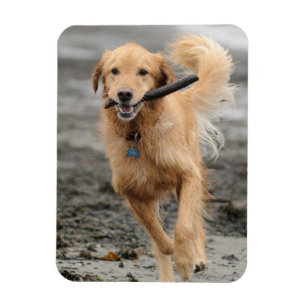Golden Retriever Running With Stick In Mouth Magnet
