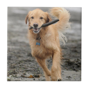 Golden Retriever Running With  Stick In Mouth Tile