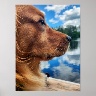 Golden Retriever Silhouette Poster