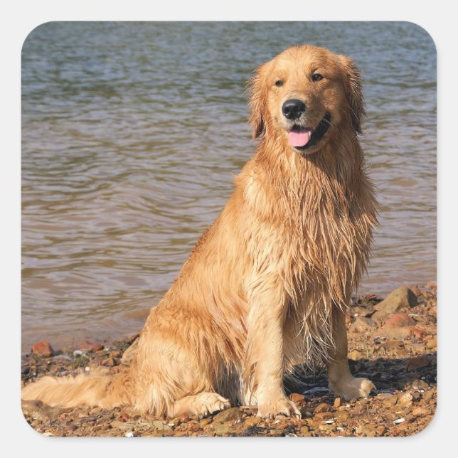 Golden Retriever Sitting Square Square Sticker (Front)