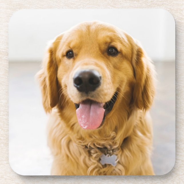 Golden Retriever Smiling Coaster (Front)