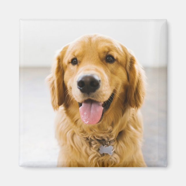 Golden Retriever Smiling Magnet (Front)