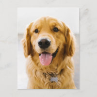 Golden Retriever Smiling