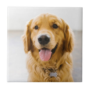Golden Retriever Smiling Tile
