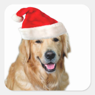 Golden Retriever Square Sticker