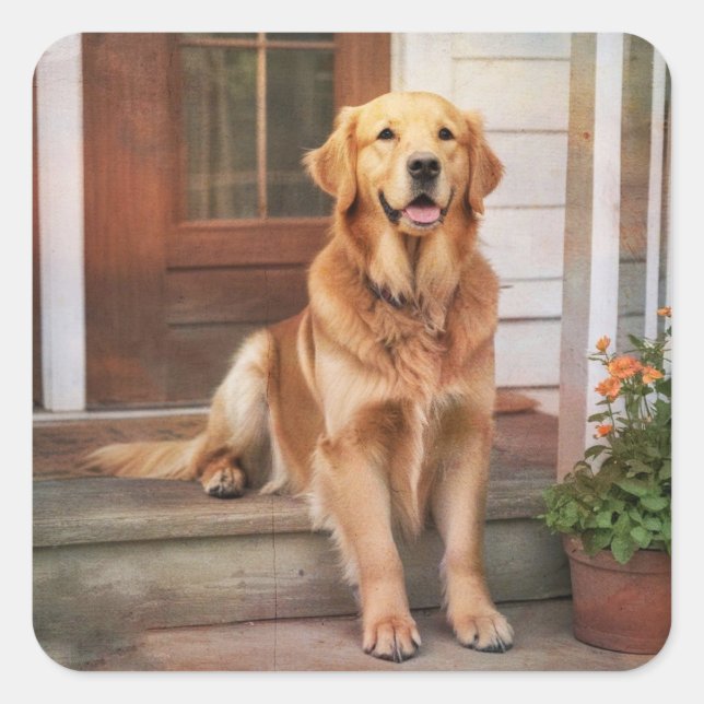 Golden Retriever Square Sticker (Front)