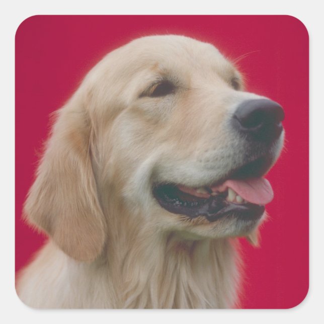 Golden Retriever Square Sticker (Front)