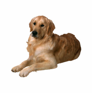 Golden Retriever Standing Photo Sculpture