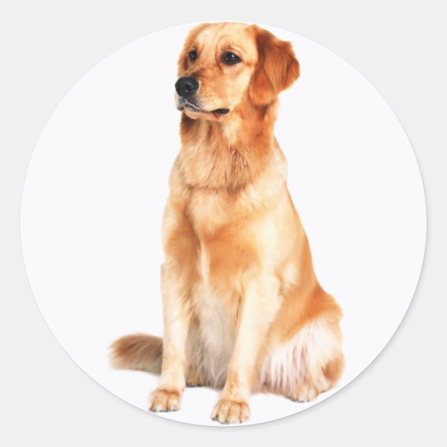 Golden Retriever Sticker (Front)