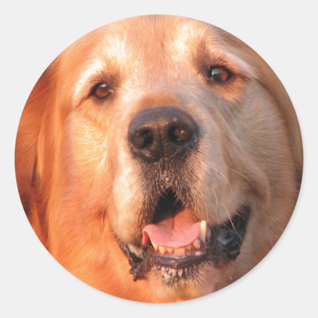Golden Retriever Sticker (Front)