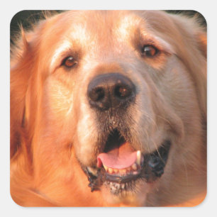 Golden Retriever Sticker