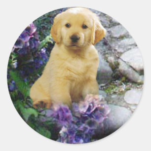 Golden Retriever Sticker Hydrangia