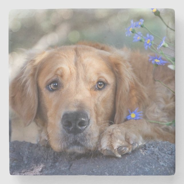 Golden retriever stone coaster (Front)