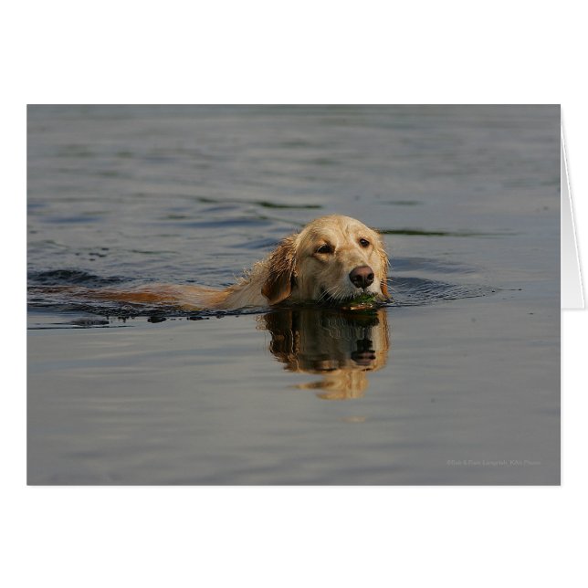 Golden Retriever Swimming (Front Horizontal)