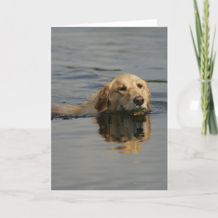 Golden Retriever Swimming Card