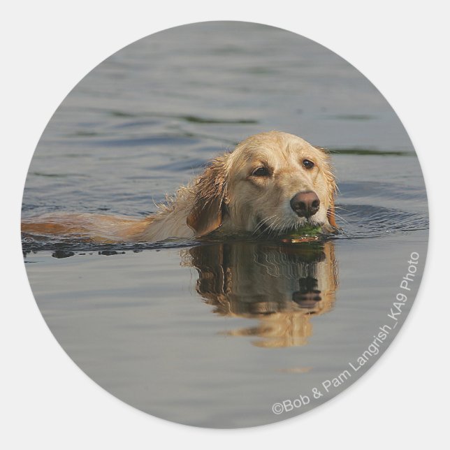Golden Retriever Swimming Classic Round Sticker (Front)