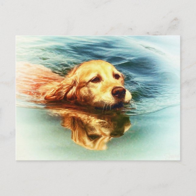 Golden Retriever Swimming - Dog Art Postcard (Front)