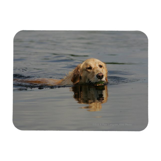 Golden Retriever Swimming Magnet (Horizontal)