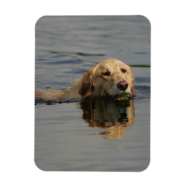 Golden Retriever Swimming Magnet (Vertical)