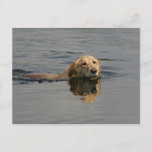 Golden Retriever Swimming Postcard
