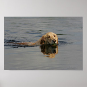 Golden Retriever Swimming Poster