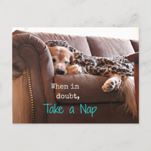 Golden Retriever Take a Nap Postcard