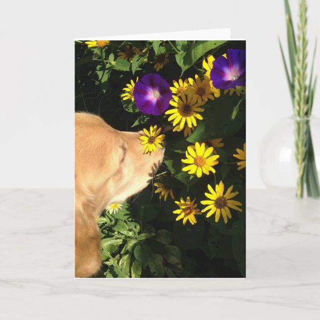 Golden Retriever takes time to smell the flowers. Thank You Card (Front)