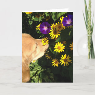 Golden Retriever takes time to smell the flowers. Thank You Card