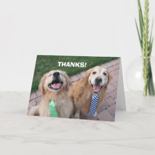 Golden Retriever Thank You