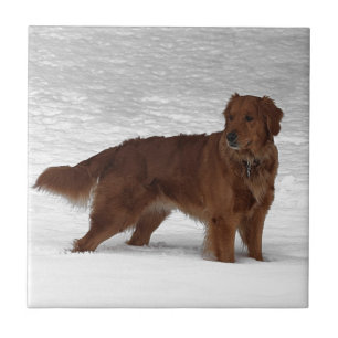 Golden Retriever Tile