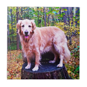 Golden Retriever Tile