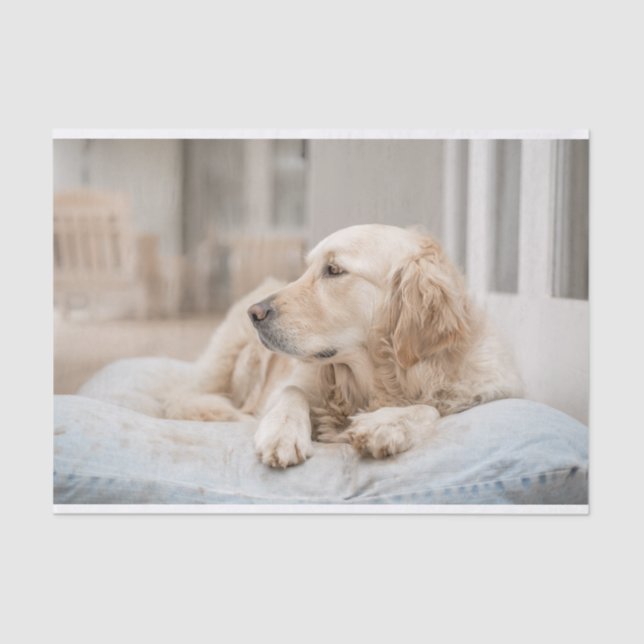 Golden Retriever Tissue Paper (Front)