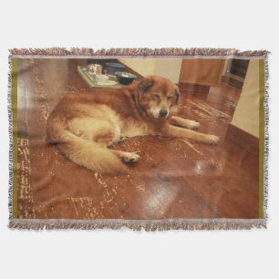 Golden retriever type dog on wood floor near food  throw blanket