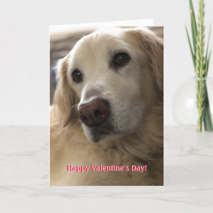 Golden Retriever Valentine Holiday Card