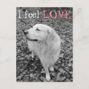 Golden retriever VALENTINE'S DAY Postcard